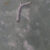 Kolorowa litografia – Lennart Aschenbrenner – Composition with stick – 1986